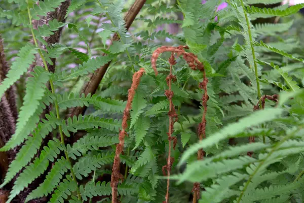 Osmunda Cinnamomea