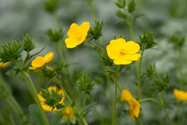 Potentiua 'Warrenii' '