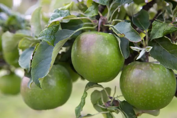 Les variétés de pomme préférées de Raymond Blanc