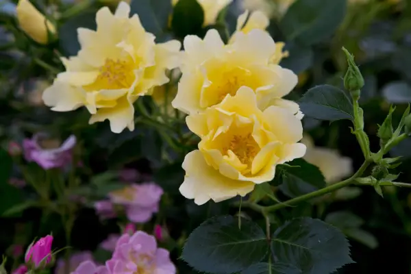 Rosa 'Gardener's Gold'