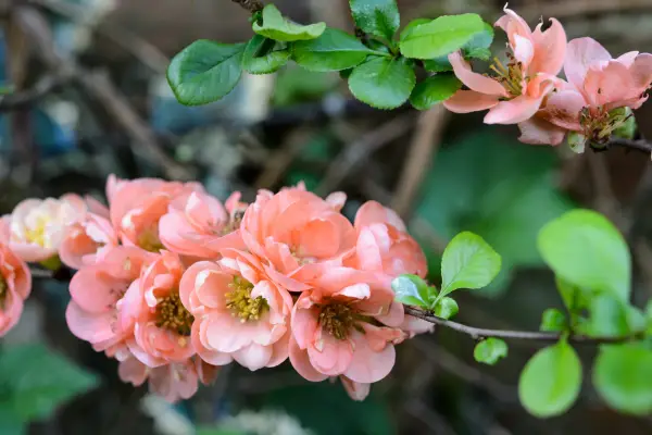 Chaenomeles Geisha Girl