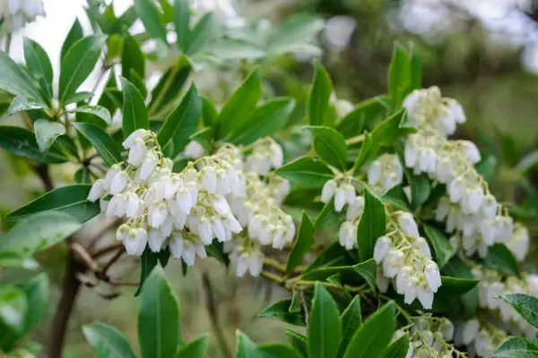 Pieris flowers