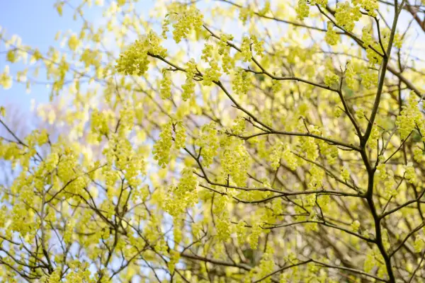 Winter hazel, Corylopsis glabrescens