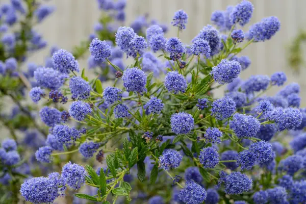 Ceanothus