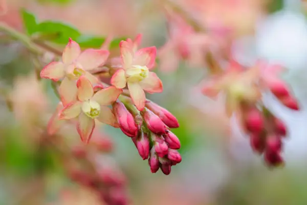 Red buds and peachy-yellow flowers of Ribes x beatonii