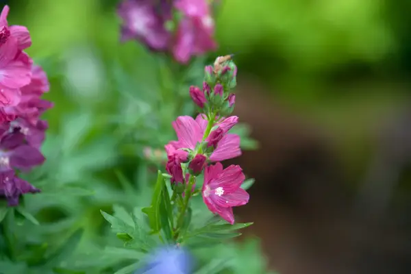 Sidalcea 'Croftway Red'