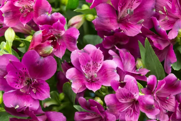 alstroemeria 'cleo'