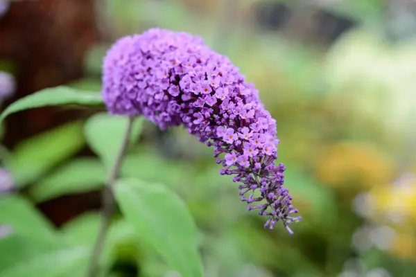 Buddleja davived 'Purple Emperor'