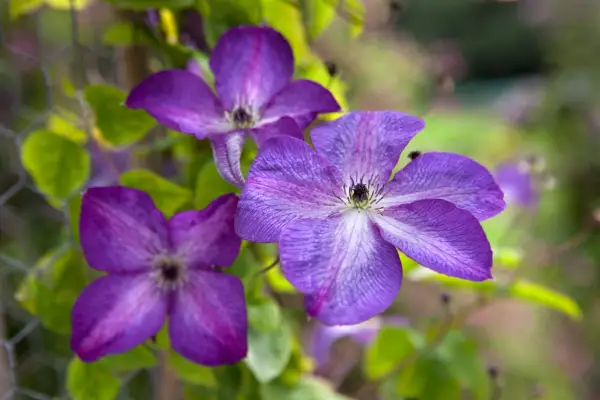 Clematis „Stargazer”