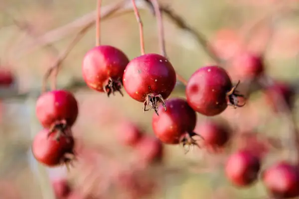 Crataegus Leg-Rooster