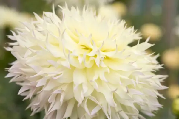 Limão de 'boné' dahlia