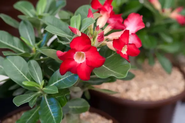 Adenium obesum