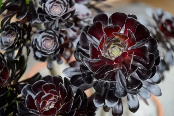 Aeonium 