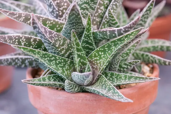 Aloe 