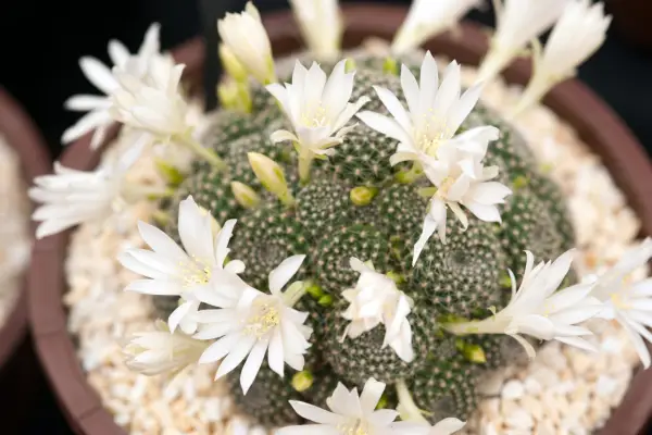 Rebutia krainziana white fm