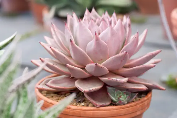 Echeveria