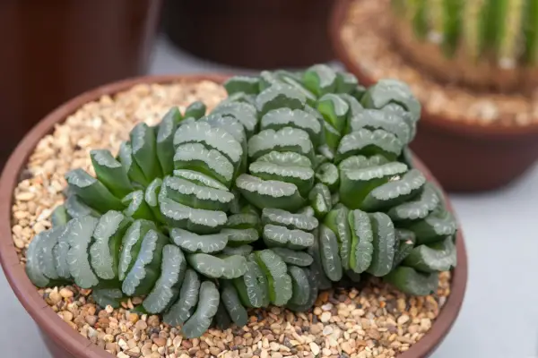 House plants for a sunny spot - Haworthia truncata