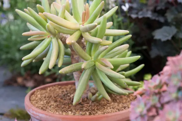 Pachyphytum viride