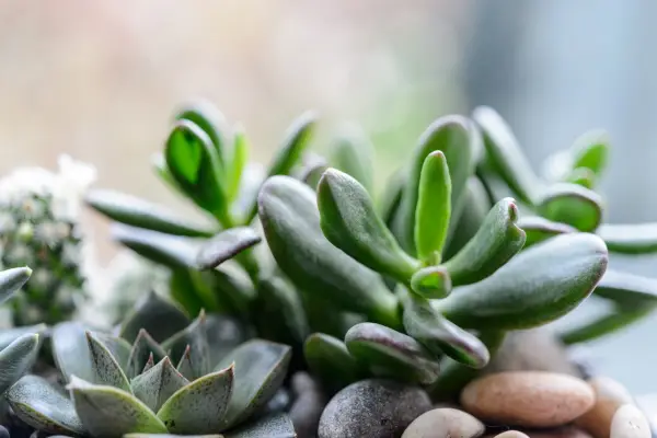 House plants for a sunny spot