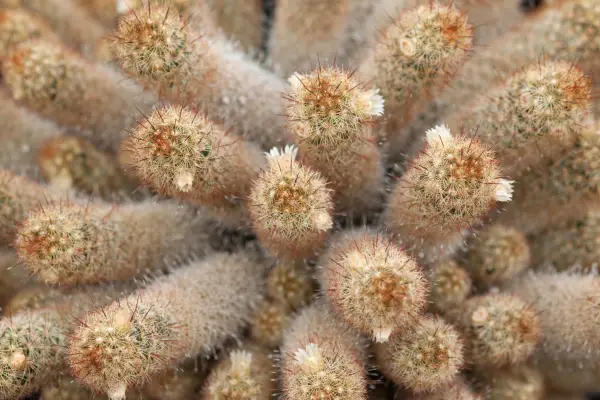 멀리 포유 동물