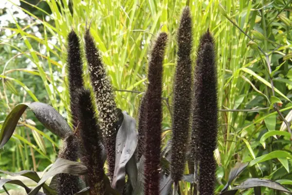 Pennisetum glaucum „baronul violet”