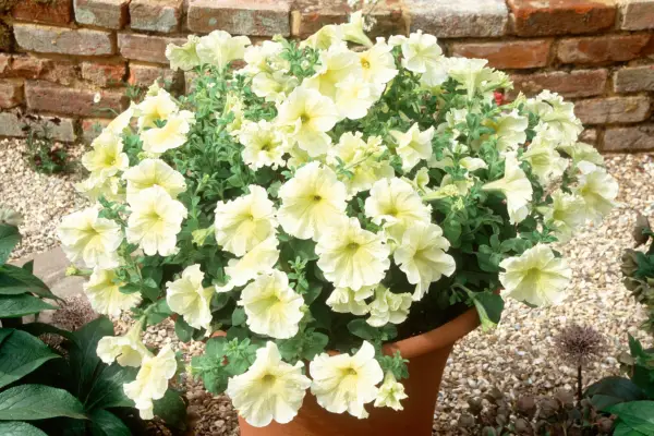 Petunia 'Prism Sunshine'