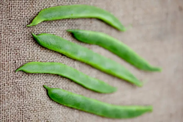 Phaseolus cqueasous 'polestar'