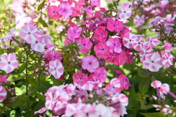 Phlox paniculata 'peppermint twist'