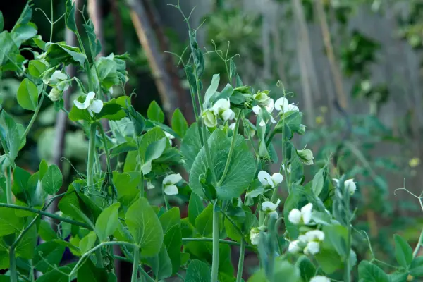 Sativum pisum 'cascadia'