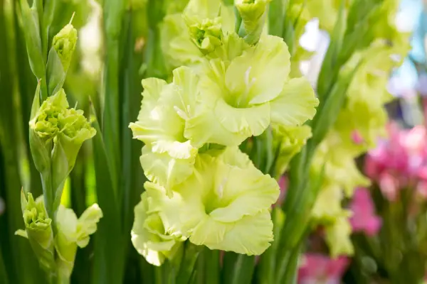 Gladiolus 