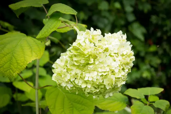 Hydrangea paniculata 