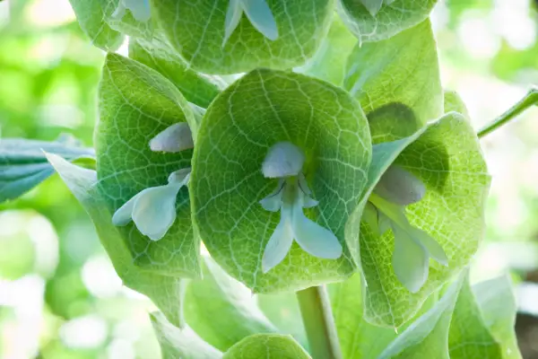 Moluccella Laevis (Bells of Ireland)