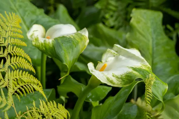 Zantedeschia aethiopica ‘Green Goddess’. Getty Images