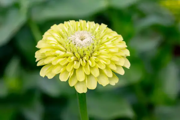Zinnia elegans 