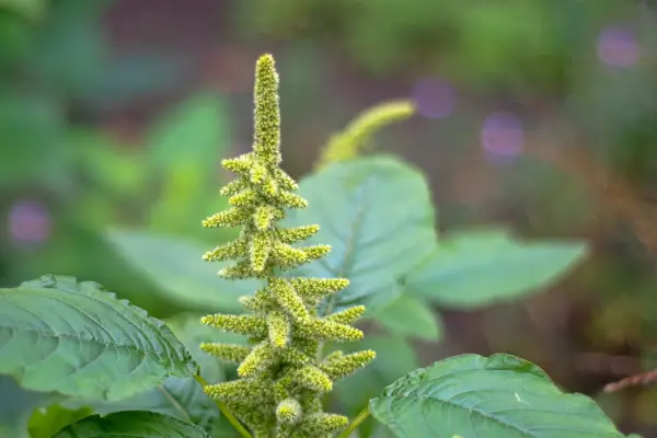 Green amaranthus flower. Getty Images