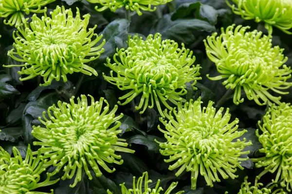 Chrysanthemum ‘Green Mist’
