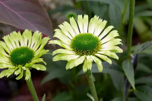Echinacea purpurea 