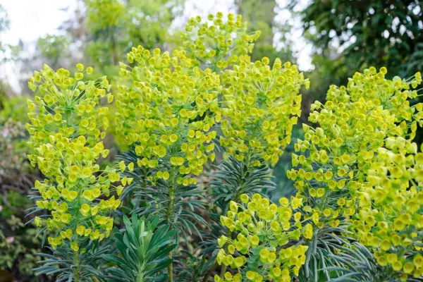 Euphorbia characias subsp. wulfeni