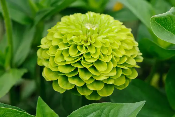 Plante cu flori verzi