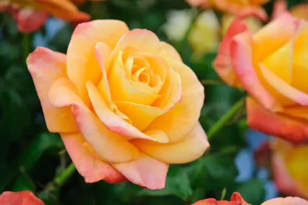 Rosa (Floribunda Group) „Jam and Jeruzalem”