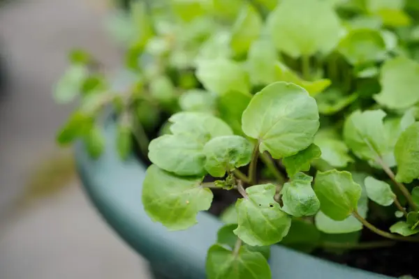 Watercress