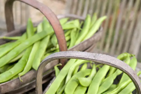 Runner beans
