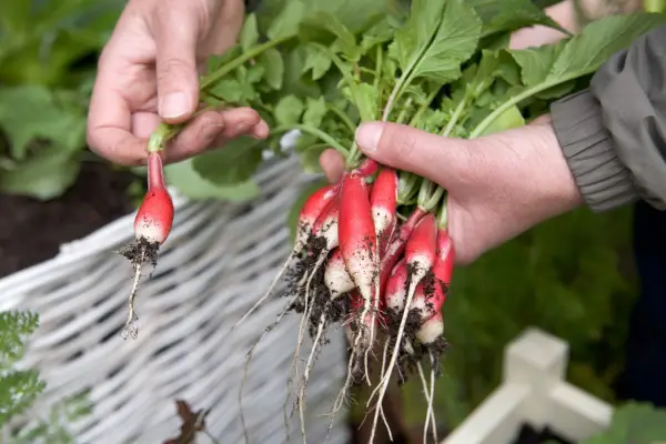 Harvesting radishes