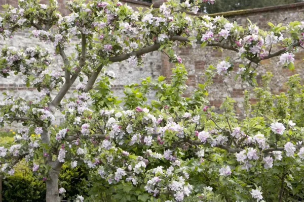 Espalier apple tree