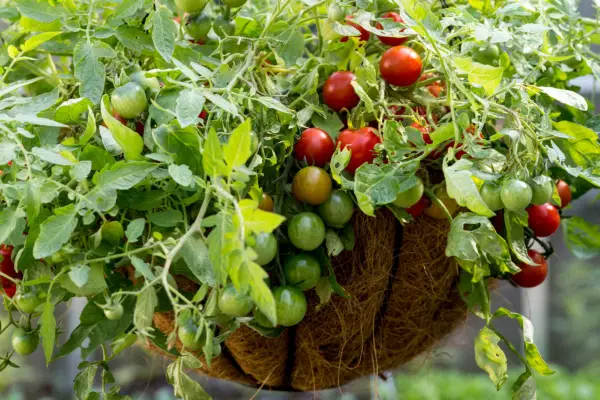 Tomatoes in a hanging basket