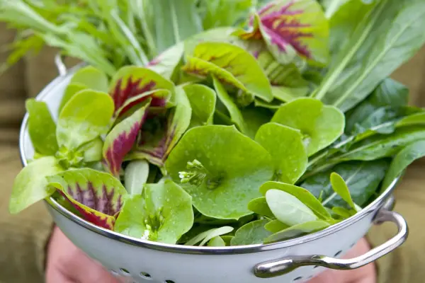 Vesmírné zeleninové plodiny k růstu