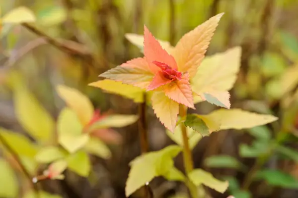 Spiraea japonica 'Goldflame'