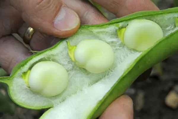 Vicia Faba 'Express'