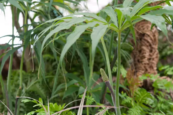 Arisaema consanguineum