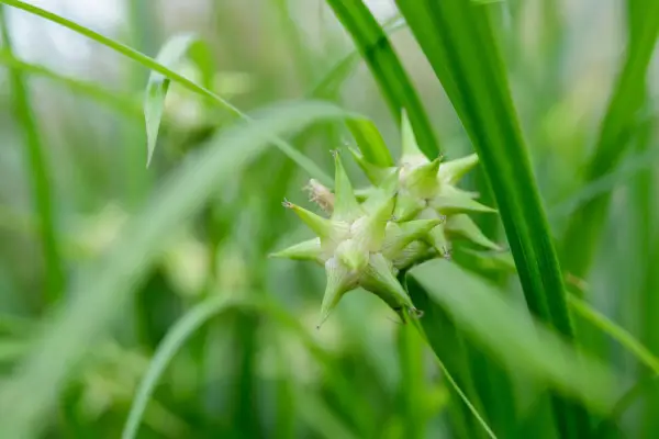 Carex Grayi